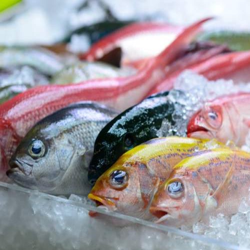 fish