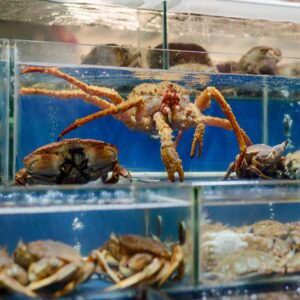 live crab (જીવતો કાંકડો)